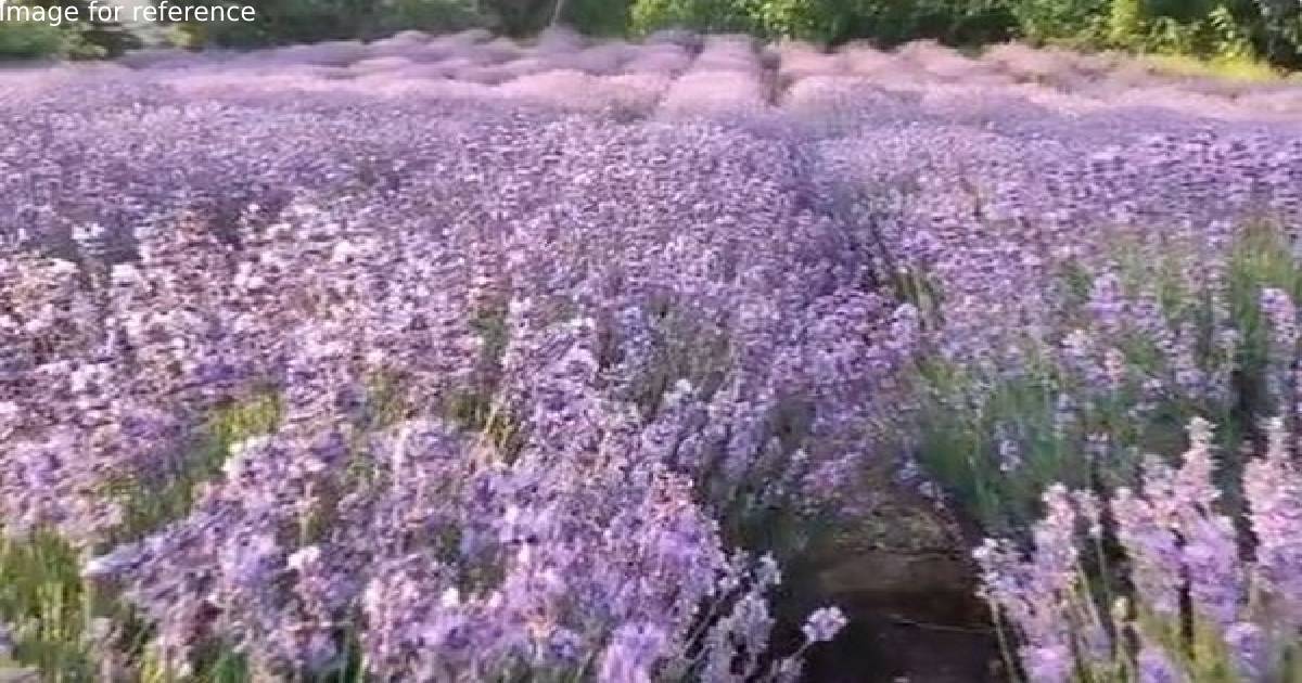 India's first Lavender Festival held in J-k's Bhaderwah